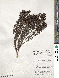 Myrteola nummularia image