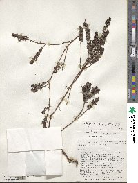 Myrteola nummularia image