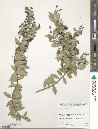 Myrtus communis image