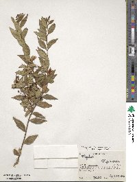 Myrtus communis image