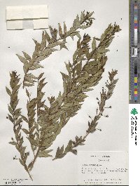 Myrtus communis image