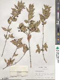 Myrtus communis image