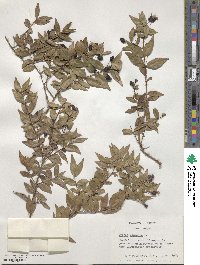 Myrtus communis image