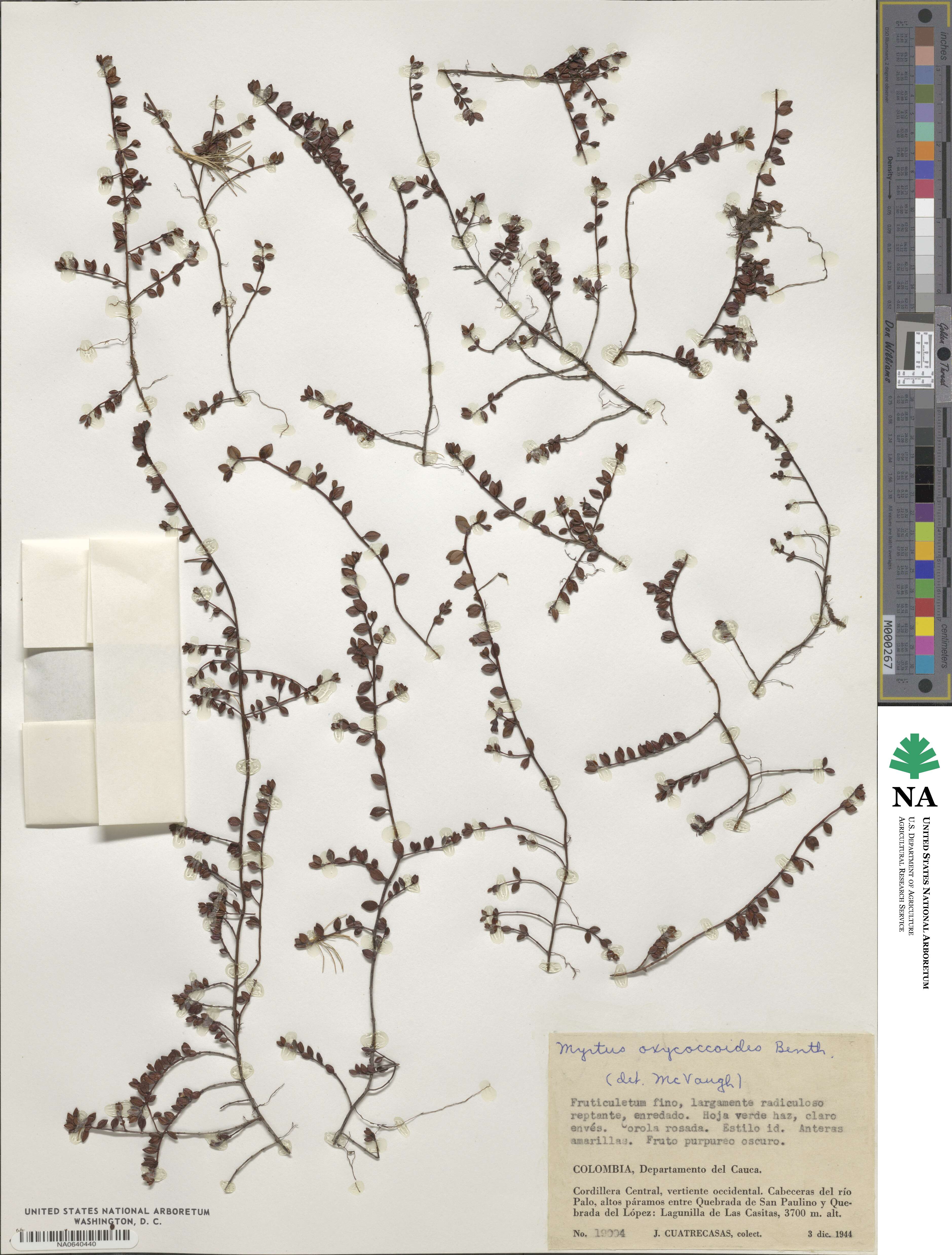 Myrteola nummularia image