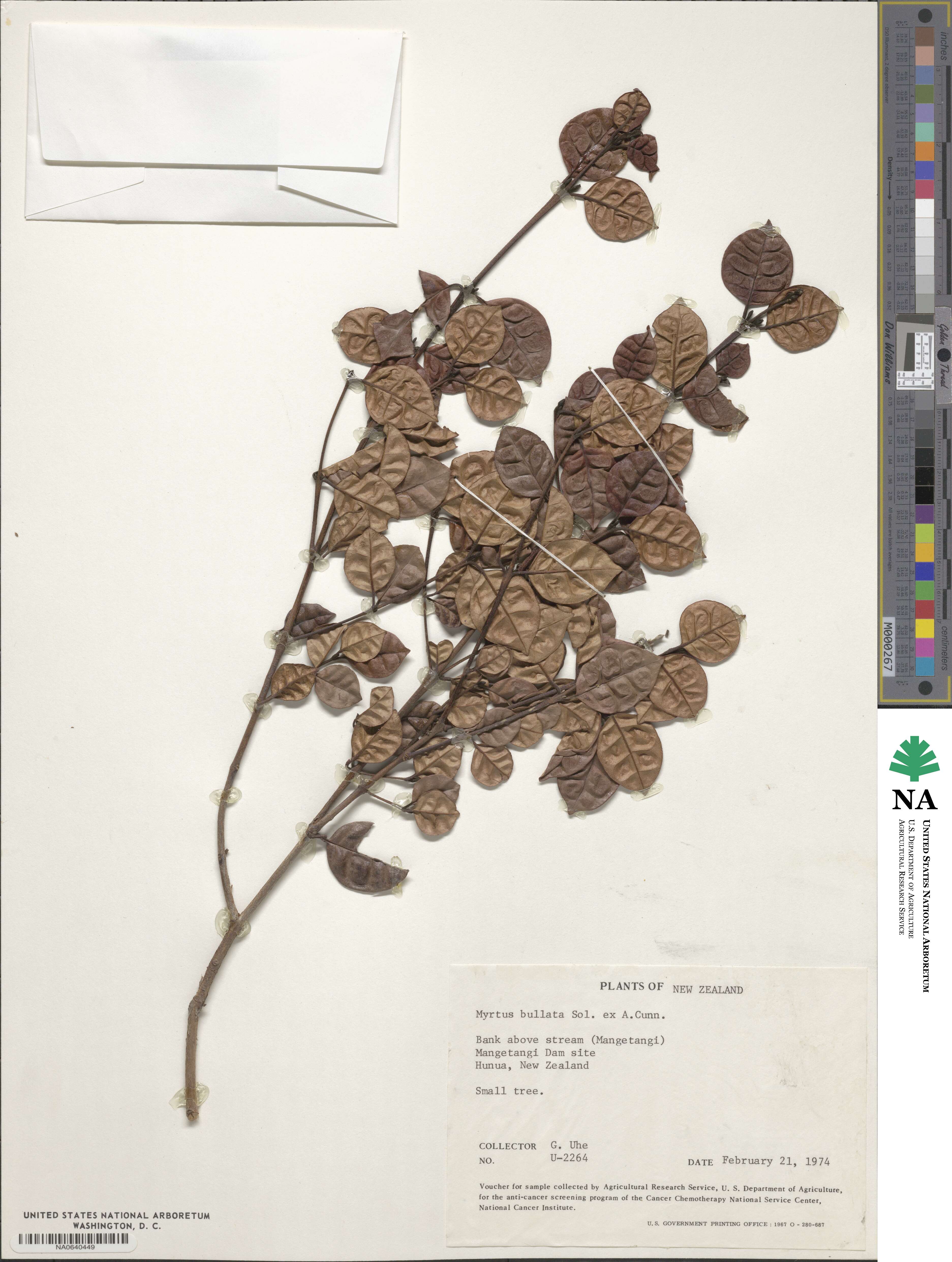 Myrtus bullata image