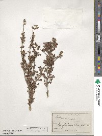 Lophomyrtus obcordata image