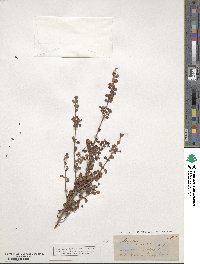 Lophomyrtus obcordata image