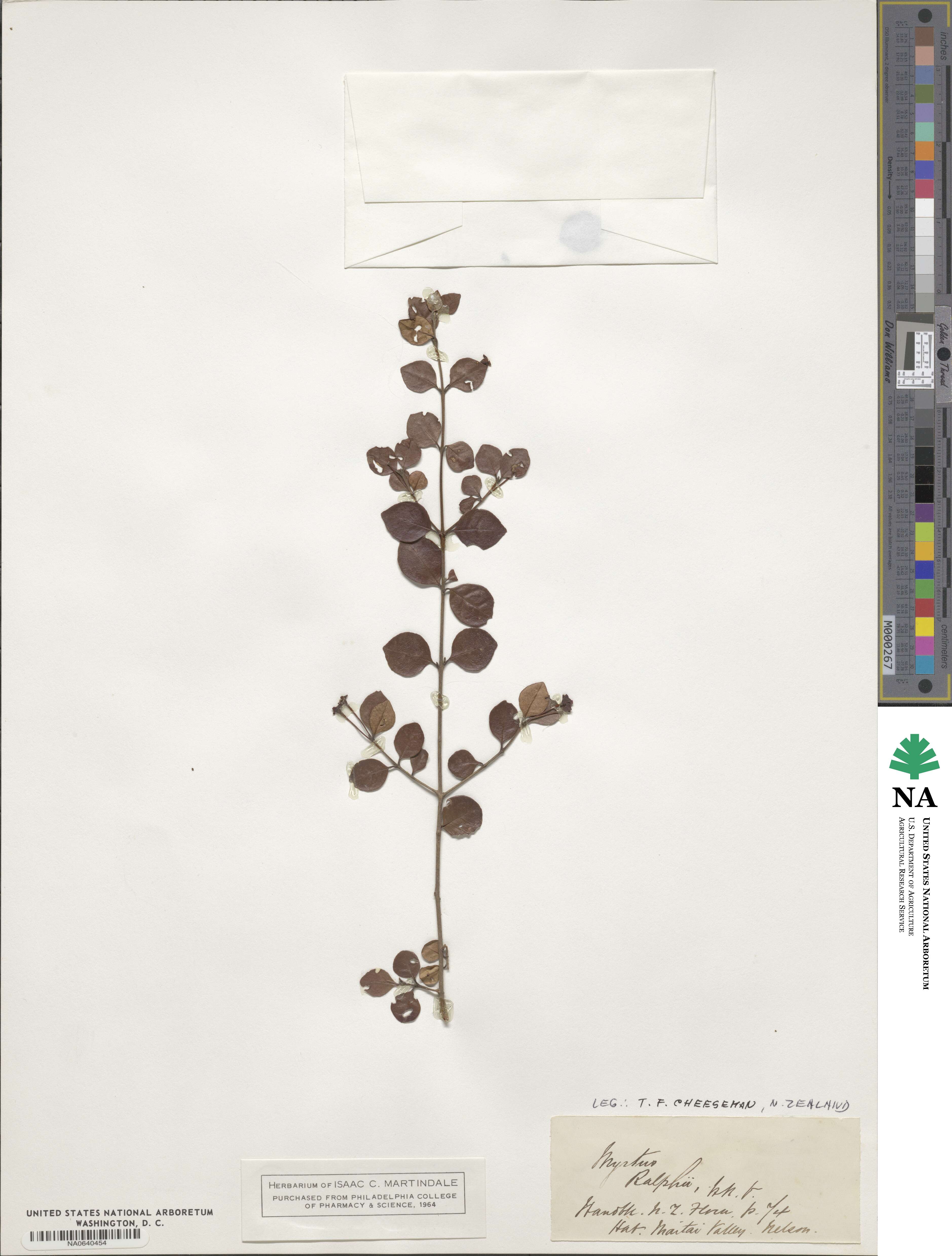 Myrtus ralphii image