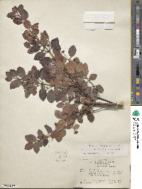 Myrtus bullata image