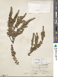 Myrtus communis image