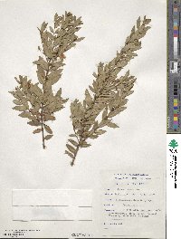 Myrtus communis image