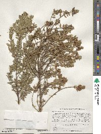 Myrtus communis image