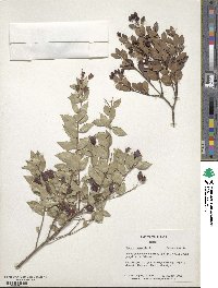 Myrtus communis image