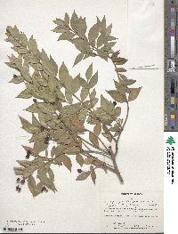 Myrtus communis image