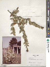 Myrtus communis image