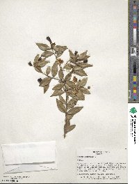 Myrtus communis image