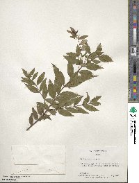 Myrtus communis image