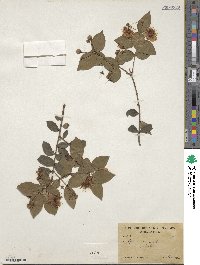 Myrtus communis image