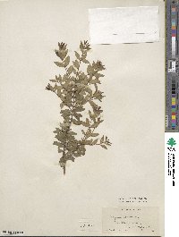 Myrtus communis image