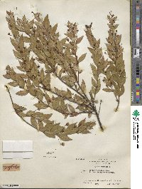 Myrtus communis image