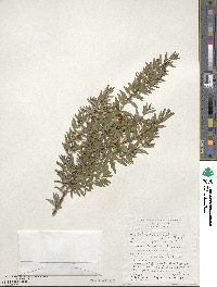 Myrtus communis image