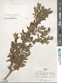 Myrtus communis image