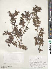 Myrtus communis image