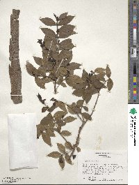 Myrtus communis image