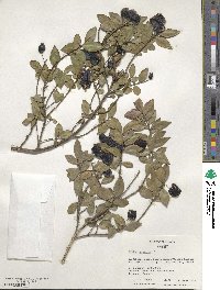 Myrtus communis image