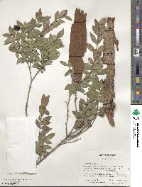 Myrtus communis image