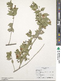 Myrtus communis image