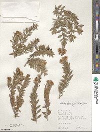 Myrtus communis image