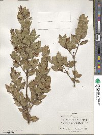 Myrtus communis image