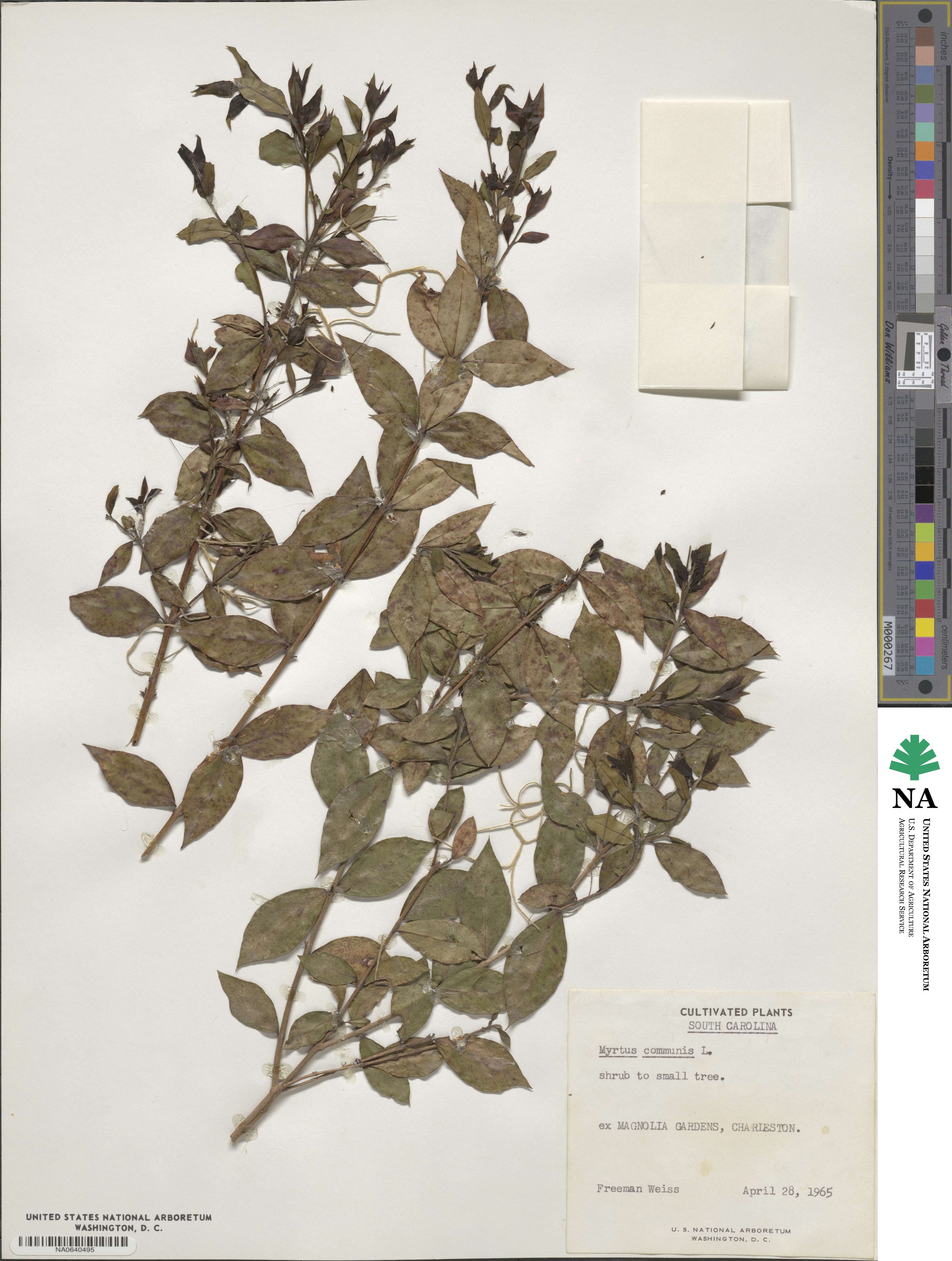 Myrtus communis image