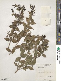 Myrtus communis image