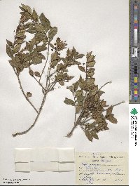 Myrtus communis image