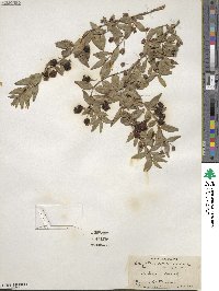 Myrtus communis image