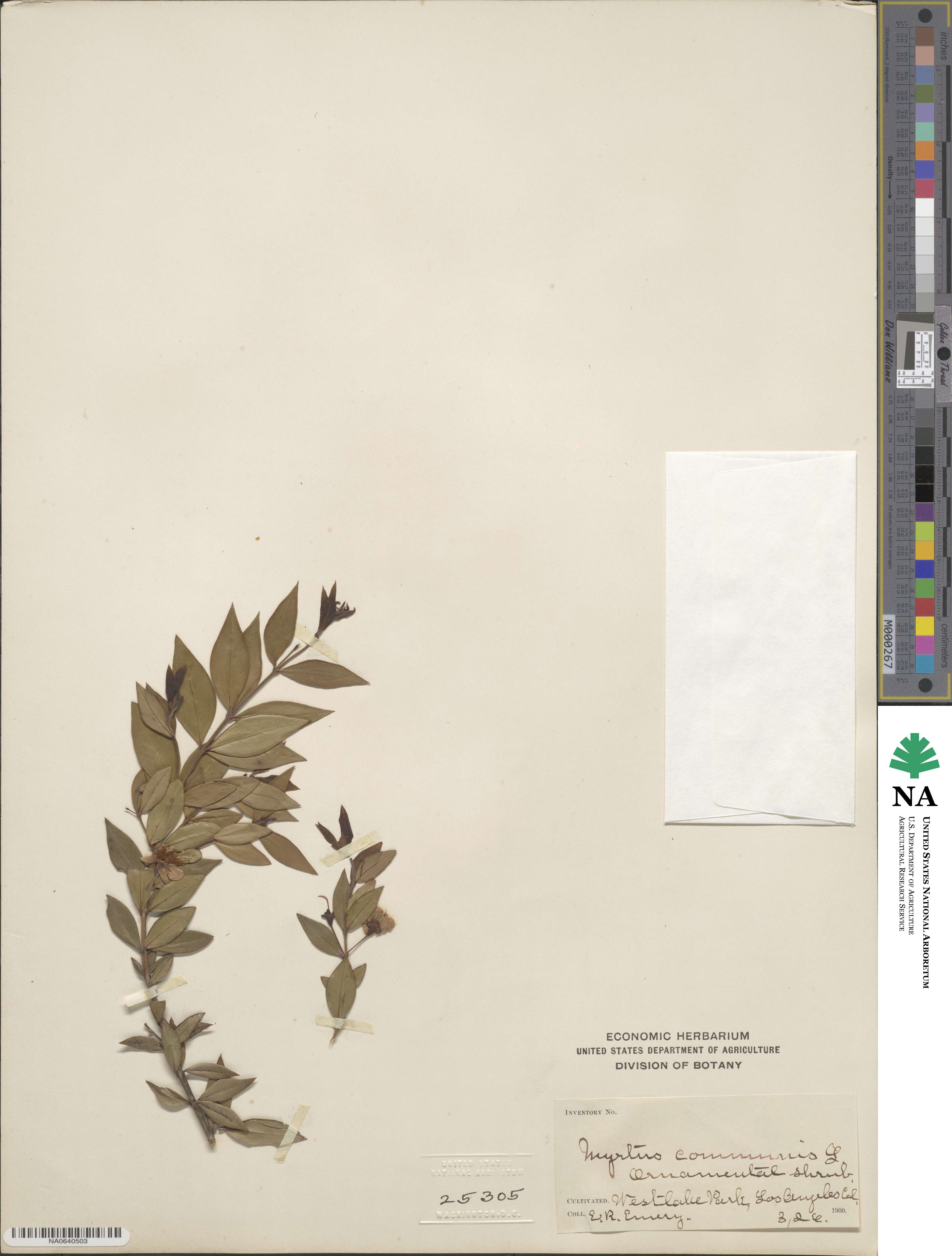 Myrtus communis image