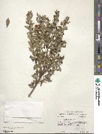 Myrtus communis image