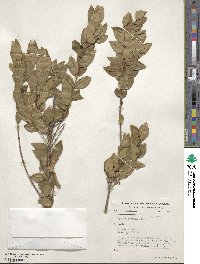 Myrtus communis image