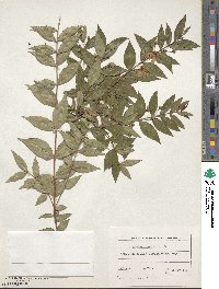 Myrtus communis image