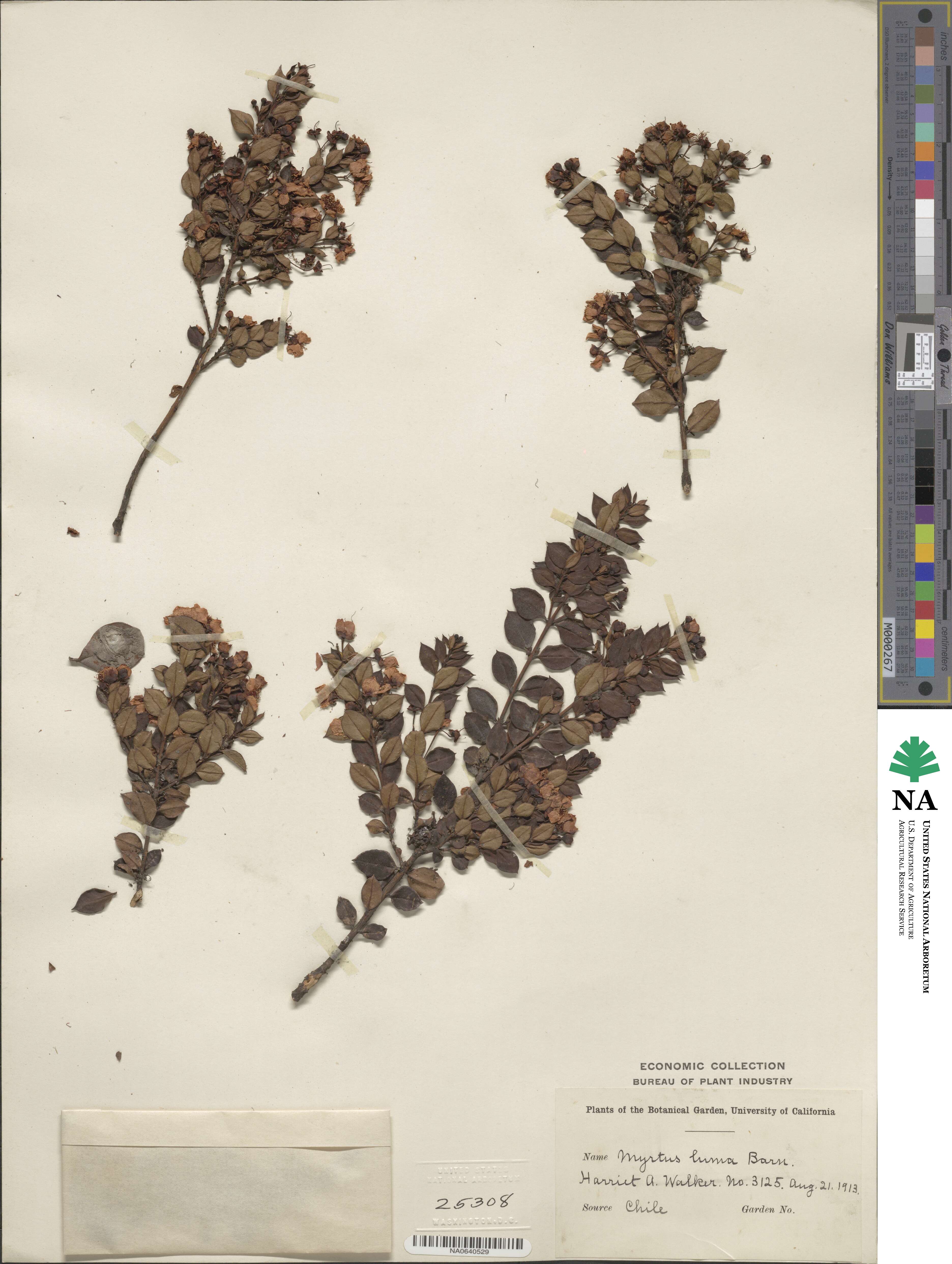 Myrtus luma image