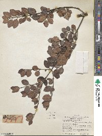 Myrtus ralphii image