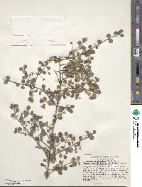 Lophomyrtus obcordata image