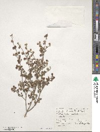 Lophomyrtus obcordata image