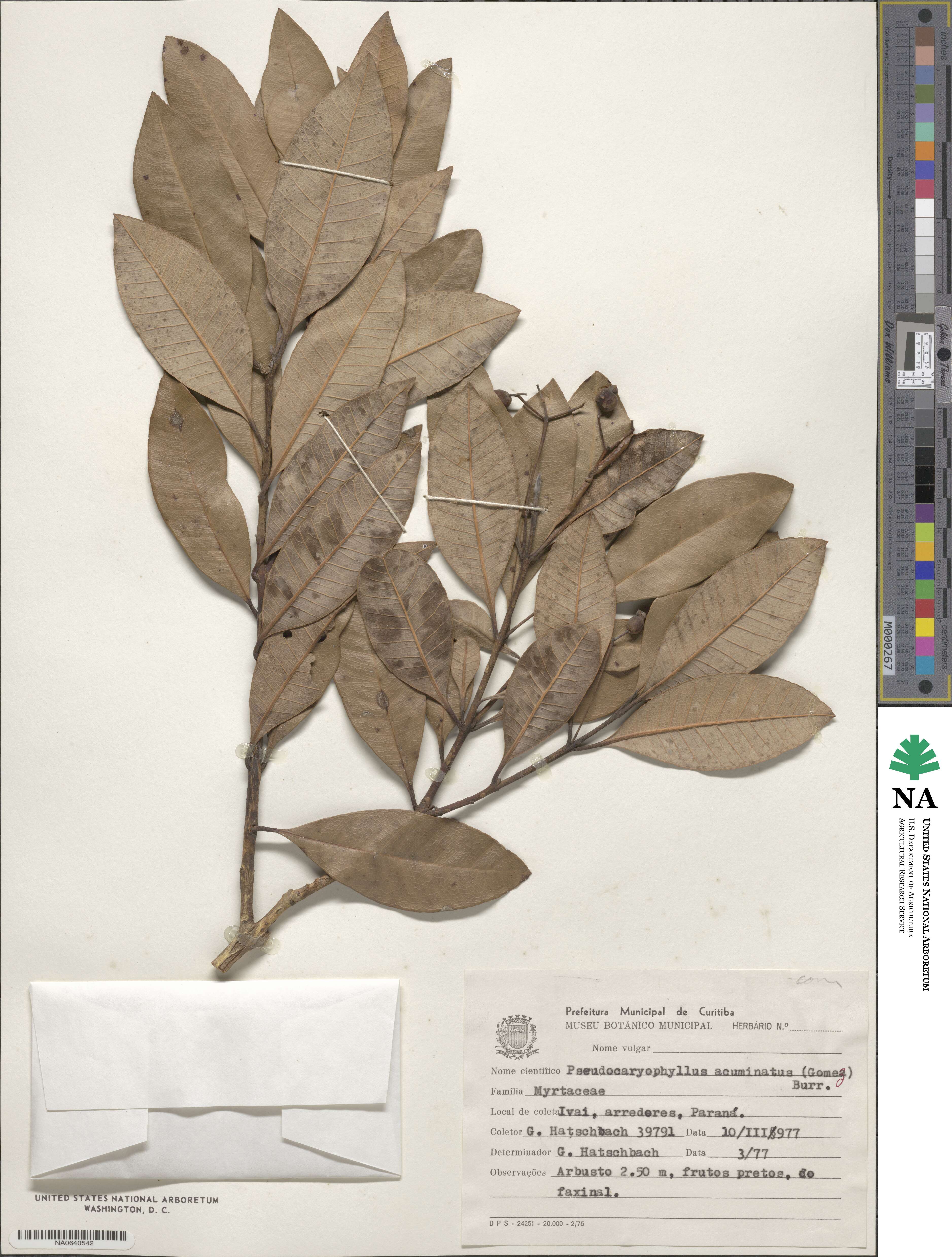 Pimenta pseudocaryophyllus image
