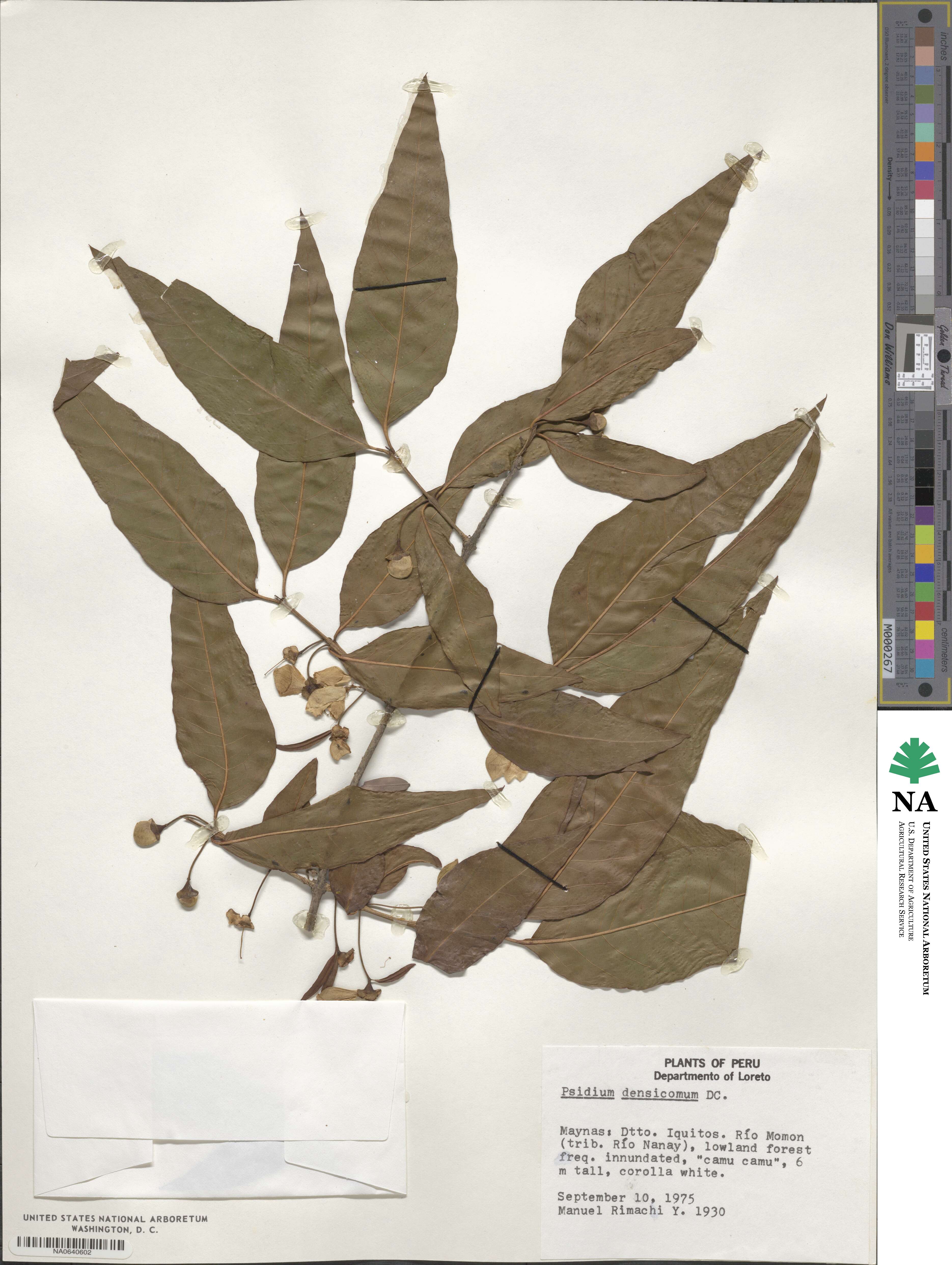 Psidium densicomum image