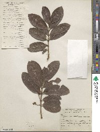 Psidium guineense image