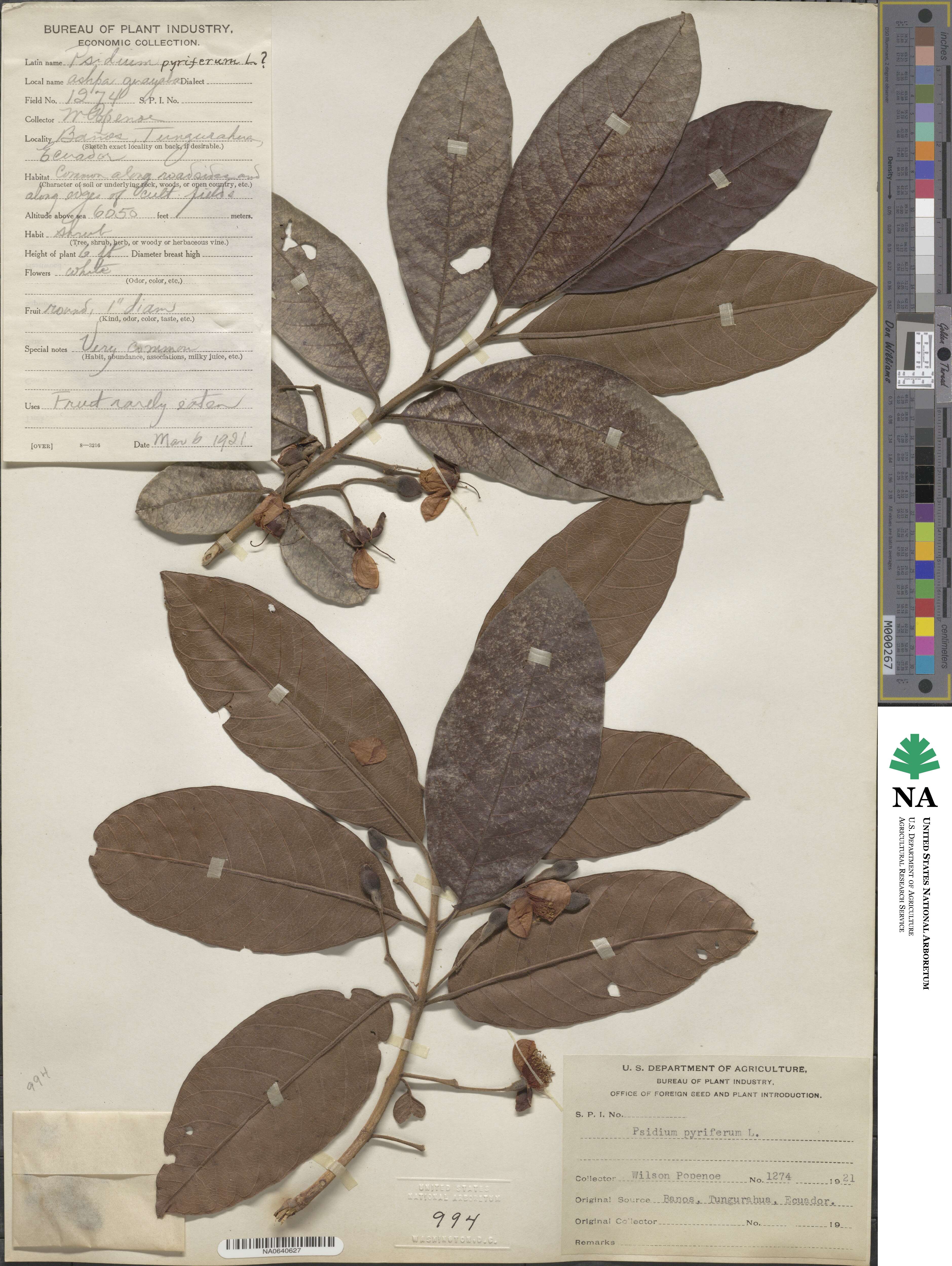 Psidium image