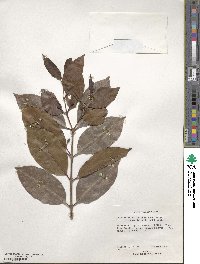 Psidium friedrichsthalianum image